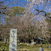 山科岩屋寺の桜その２