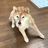 生きものの生命力「柴犬チロリ」と「アゲハ蝶」の奇跡の物語