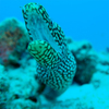 【ハナビラウツボ】（15/7/21）－世界の海で、出会った魚たち