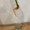 ごめんよ、アルテシマ。。。