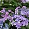 紫陽花と青色と