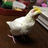 雄鳴き？