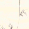  宮本武蔵 「枯木鳴鵙図」 
