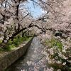木屋町高瀬川の桜2025
