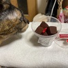 2/2ハル🐈生チョコにチョイチョイ😑間一髪セーフ😅