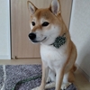 お散歩を楽しくする為に