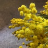 3月8日 ミモザの日