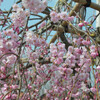 桜散策その８