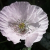 ５月６月の花たち