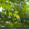 オリンパスの12-100mmF4の丸ボケ写真