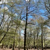 Trent Park もうすぐ菜の花の季節