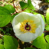 2023年5月10日（水）　初夏の花咲くカレンフェルトの山  霊仙山（1194ｍ）に登る