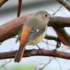 雨模様でも野鳥がいた