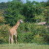 キリン Giraffa camelopardalis