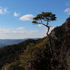 あすなろ物語 / 井上靖　今週のお題「植物大好き」