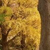 紅葉の藤沢宿
