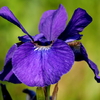 沼南の花菖蒲