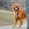 愛犬の笑顔に癒やされたボルダー