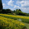 盛夏の収穫