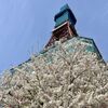 さっぽろテレビ塔下の桜が満開でした