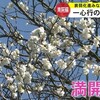 一心行の大桜満開　南阿蘇村    