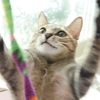 正義の味方に変身する猫
