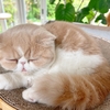 猫壱のバリバリボウルがお気に入り