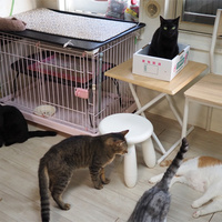 ねこ