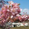 満開の河津桜