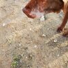 新人さん チョコ＾＾