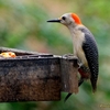 ベリーズ　リゾートホテルの餌台と野鳥たち　その2