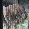 加瀬台4号墳・5号墳と動物園　夢見ヶ崎・加瀬台古墳群探訪その4　神奈川県川崎市幸区南加瀬