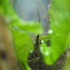 ミズカマキリ Ranatra chinensis