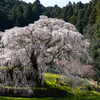 奈良の桜スポット。高さ13ｍもある樹齢300年の枝垂れ桜「又兵衛桜」