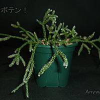 挿し木とは 動植物の人気 最新記事を集めました はてな