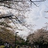 代々木公園でお花見