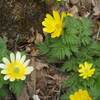 2018年4月4日(水)　[鈴鹿]霊仙山で、春の花を楽しみつくす！