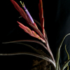 【Tillandsia caput-medusae Special】開花