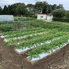 夏野菜さようなら、秋冬野菜いらっしゃ～い！　ーその6ー