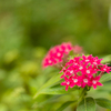 花撮影の練習におススメ！！　さいたま市園芸植物園   　