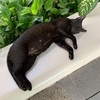妊娠中の黒猫