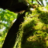 苔を愛でに山犬嶽登山②