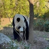 東京旅行｜上野動物園のジャイアントパンダ