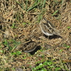 タシギは2羽 / 散歩の鳥見