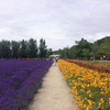 富良野ラベンダー ファーム富田を目指す