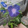 朝顔