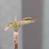 リンゴ成長記１０春はまだ？