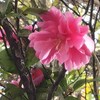 生まれたから生きる それだけのこと