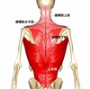 筋トレしてたら慢性的な肩こりが解消された