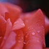 【写真】五月雨と薔薇｜神戸市